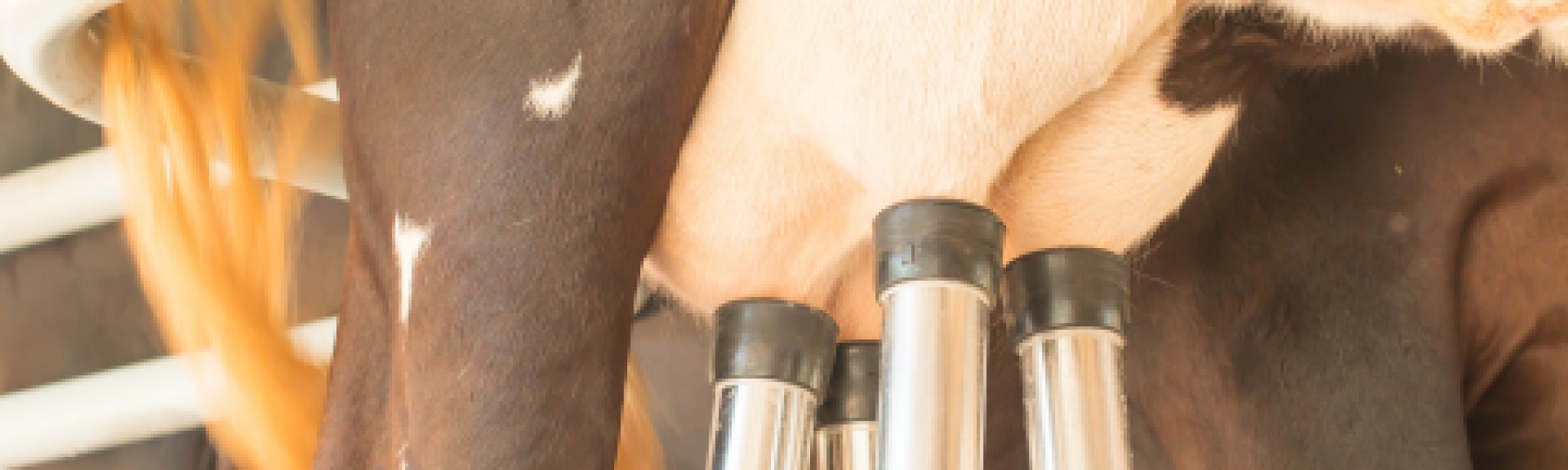 Biolectric UK - How do you increase your milk yield by 3p per litre?